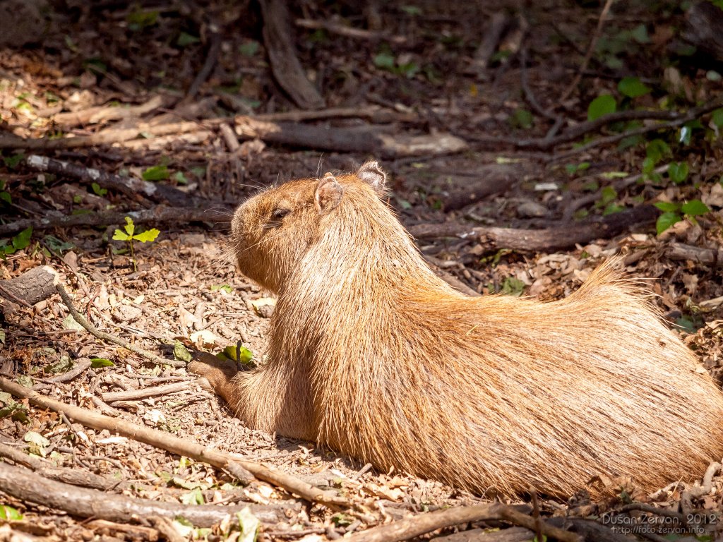 Kapybara močiarna (Hydrochoerus hydrochaeris)