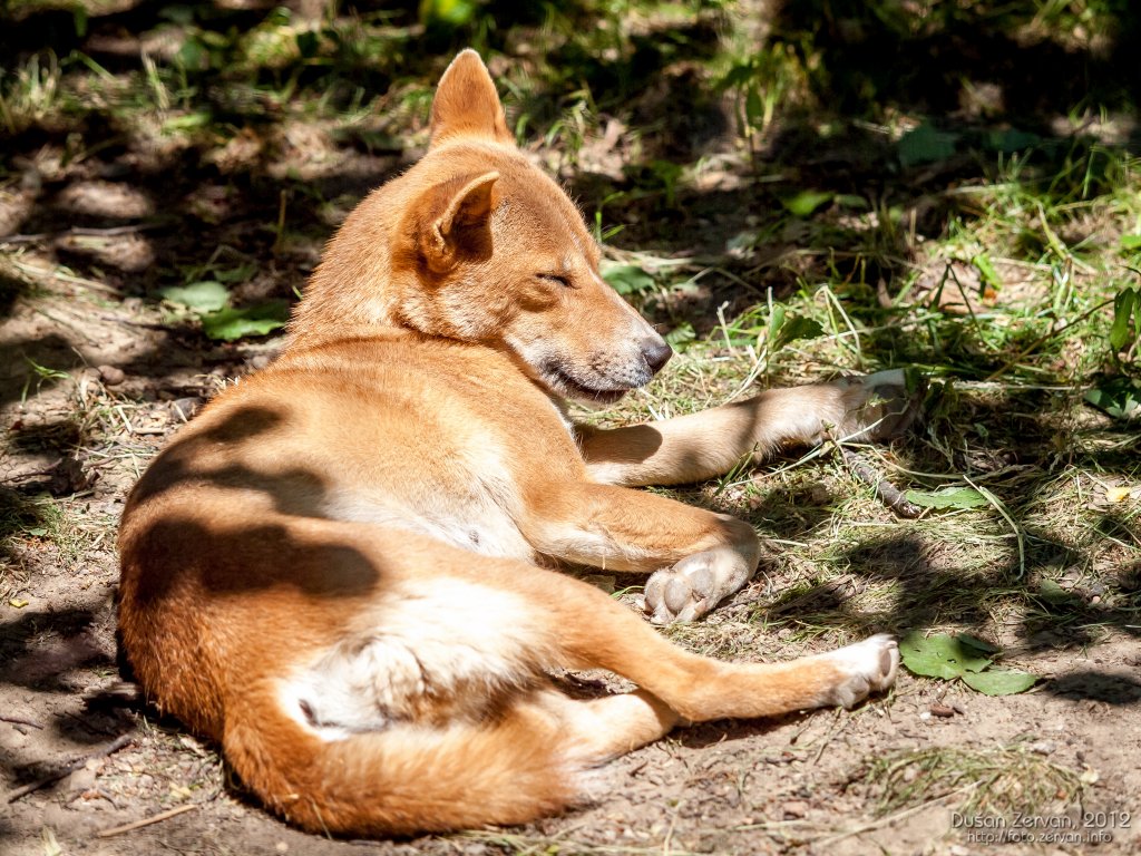 Dingo novoguinejský (Canis dingo hallstromi)