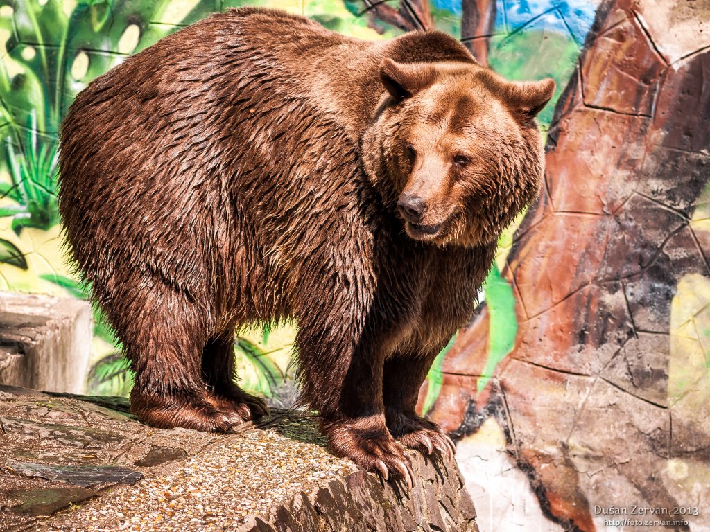 Medveď hnedý (Ursus arctos)