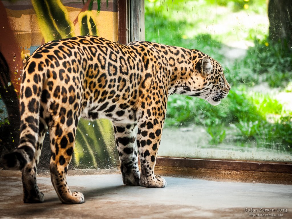 Jaguár americký (Panthera onca)