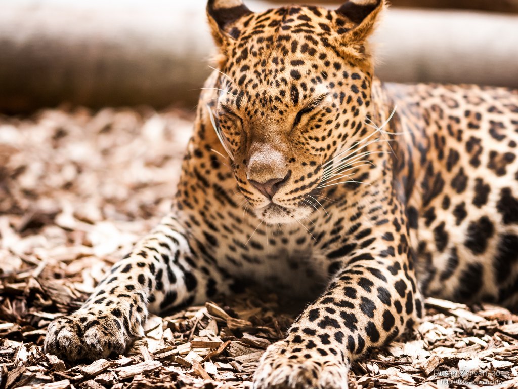 Leopard cejlónsky (Panthera pardus kotiya)