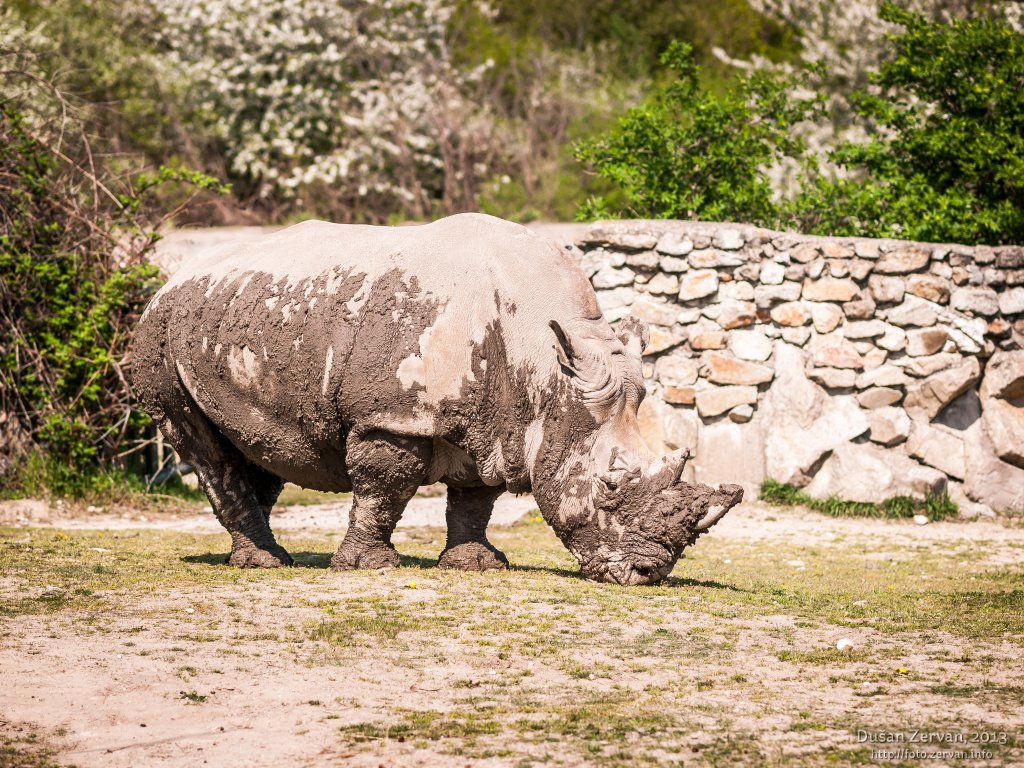 Nosorožec tuponosý južný (Ceratotherium simum simum)