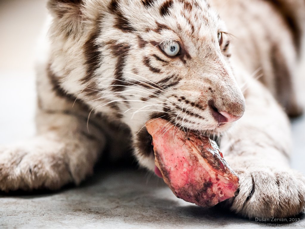 Tiger (Panthera tigris) - biela forma