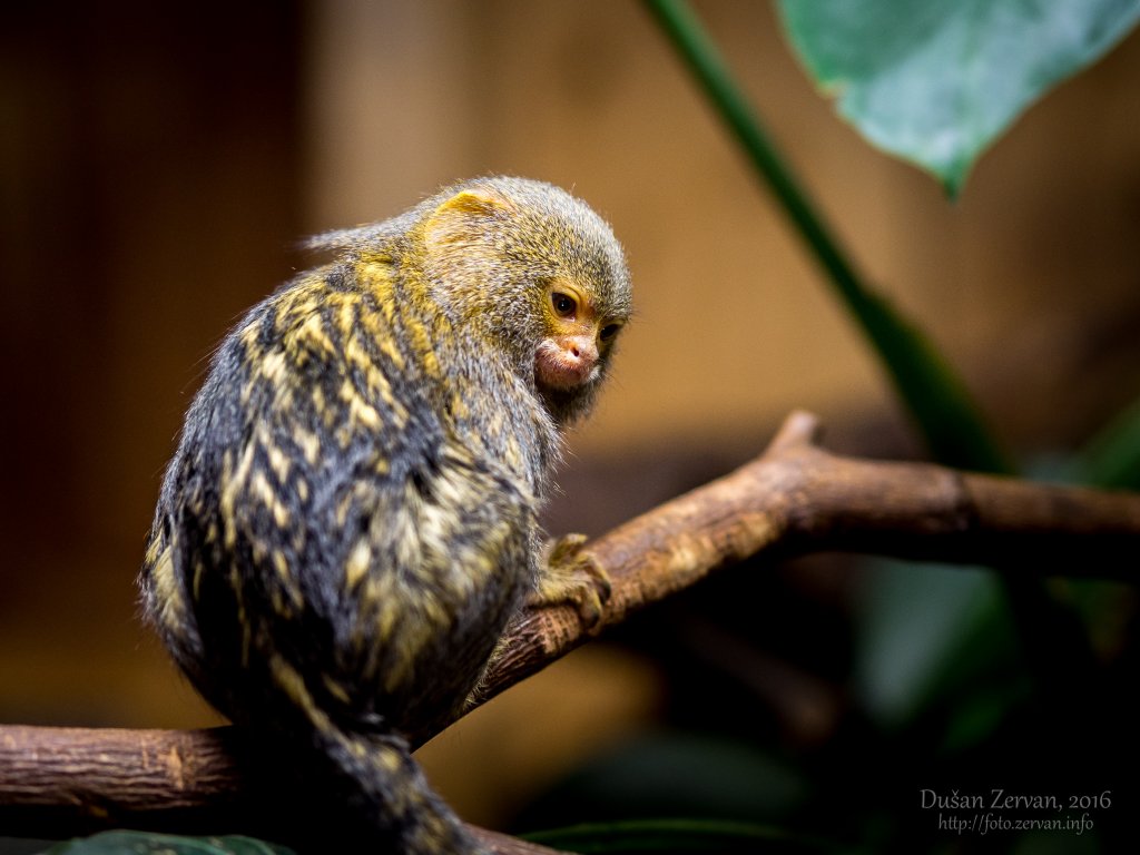 Kosmáč trpasličí (Callithrix pygmaea pygmaea) / Pygmy marmoset