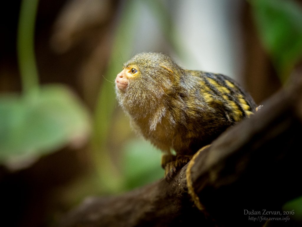 Kosmáč trpasličí (Callithrix pygmaea pygmaea) / Pygmy marmoset
