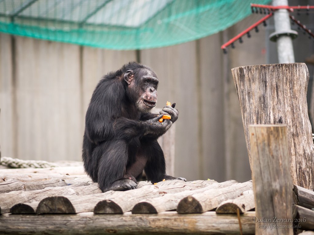 Šimpanz učenlivý (Pan troglodytes) / Common chimpanzee
