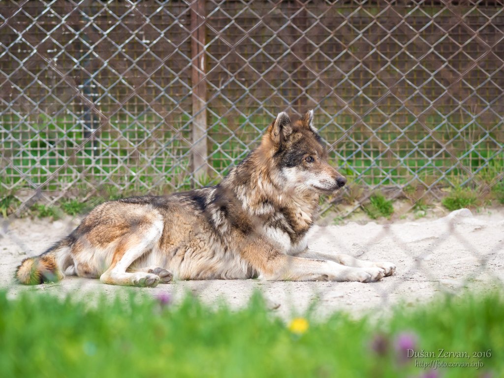 Vlk európsky (Canis lupus lupus) / European wolf