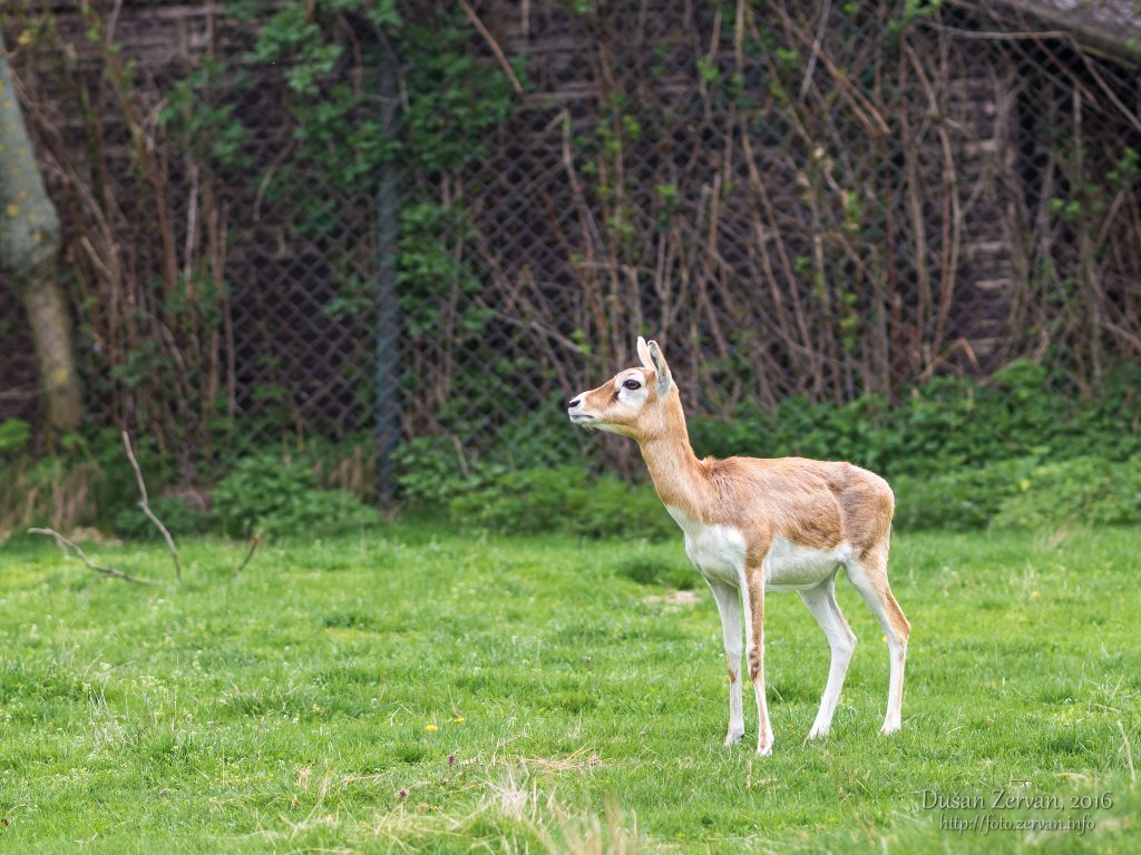 Antilopa jeleňovitá (Antilope cervicapra) / Blackbuck
