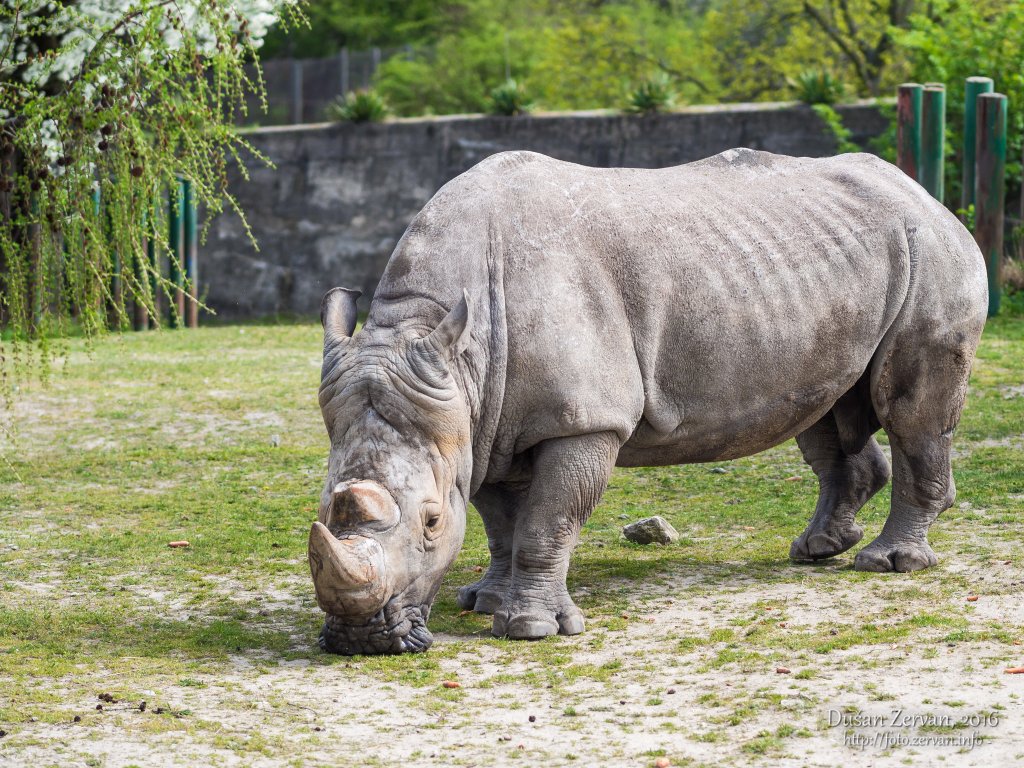 Nosorožec tuponosý južný (Ceratotherium simum simum) / White rhinoceros