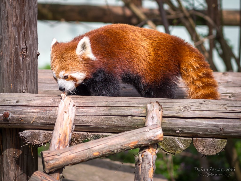Panda červená (Ailurus fulgens) / Red panda