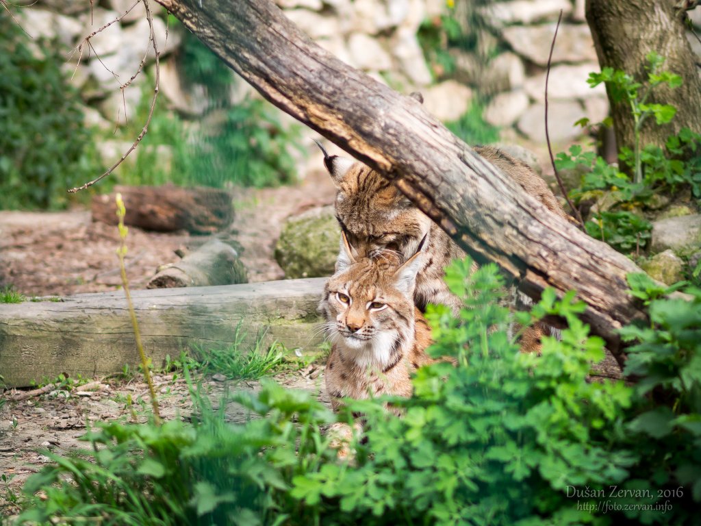 Rys ostrovid (Lynx lynx carpaticus) / Eurasian Lynx