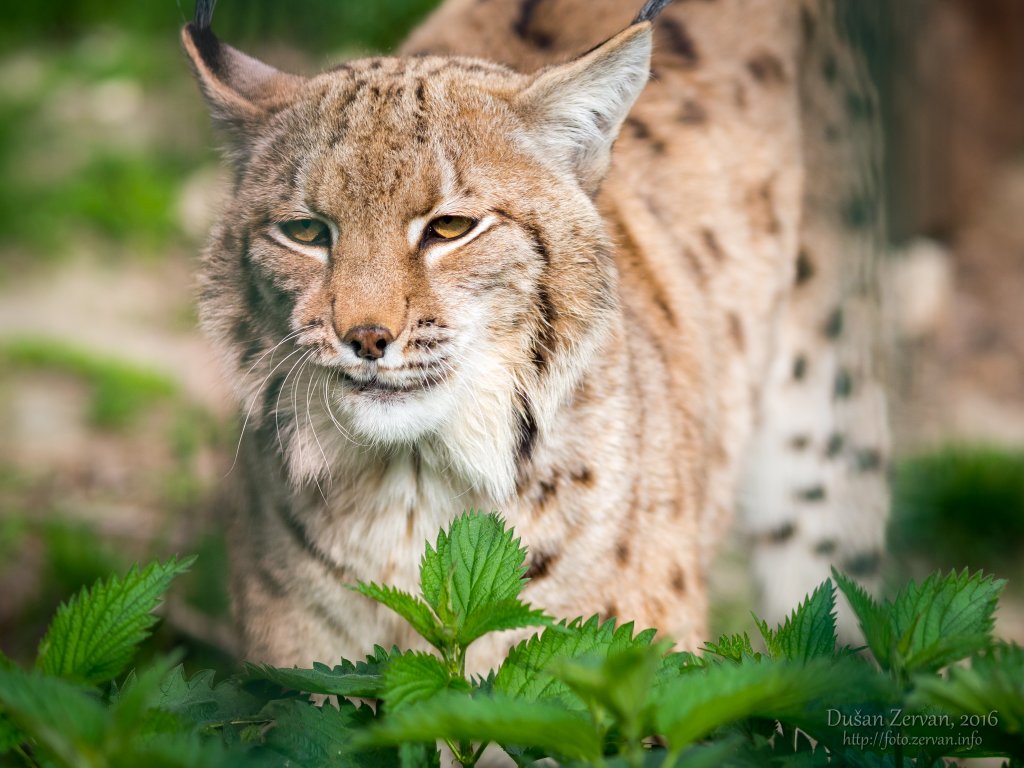 Rys ostrovid (Lynx lynx carpaticus) / Eurasian Lynx
